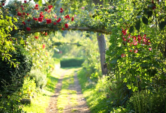 Chemin bordé d'arbres et de fleurs rouges, illuminé par la lumière du soleil.